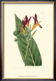 Buy Antique Canna IV at AllPosters.com