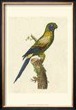 Buy Crackled Antique Parrot I at AllPosters.com