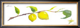 Buy Lemon Branch at AllPosters.com