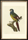 Buy Crackled Antique Parrot IV at AllPosters.com