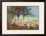 Field of Daisies