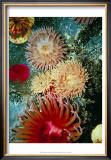 Graphic Sea Anemone III