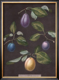 Buy Plums at AllPosters.com