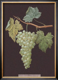 Buy White Grapes at AllPosters.com