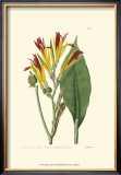 Buy Antique Canna I at AllPosters.com