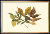 Buy Elm, Spruce, Beech and Ash at AllPosters.com