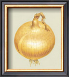 Onion