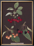 Buy Cherries at AllPosters.com
