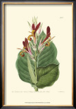Buy Antique Canna II at AllPosters.com