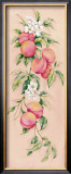 Buy Apricots at AllPosters.com