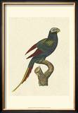 Buy Crackled Antique Parrot III at AllPosters.com