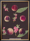 Buy Peaches at AllPosters.com