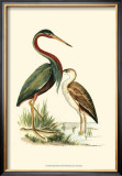 Water Birds III