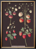 Buy Strawberries at AllPosters.com
