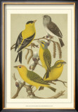 Pet Songbirds III