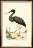 Water Birds I