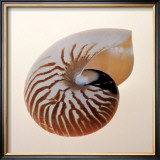 Buy Nautilus at AllPosters.com
