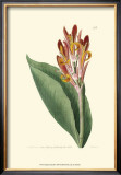 Buy Antique Canna III at AllPosters.com