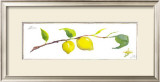 Buy Lemon Branch at AllPosters.com