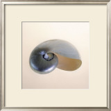 Polished Nautilus