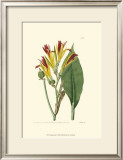 Buy Antique Canna I at AllPosters.com