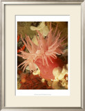 Graphic Sea Anemone I