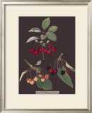 Buy Cherries at AllPosters.com