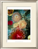Graphic Sea Anemone III