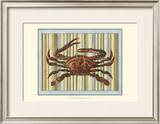 Seashore Crab