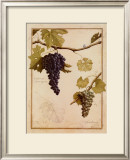Buy Cabernet Sauvignon at AllPosters.com