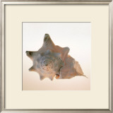 Buy Conch at AllPosters.com