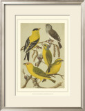 Pet Songbirds III