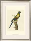 Buy Crackled Antique Parrot I at AllPosters.com