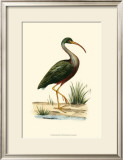 Water Birds II
