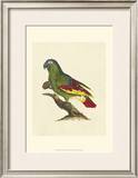 Buy Crackled Antique Parrot II at AllPosters.com