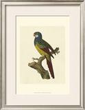 Buy Crackled Antique Parrot IV at AllPosters.com