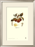 Buy Pear, Bellifsime d'Ete at AllPosters.com