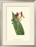 Buy Antique Canna IV at AllPosters.com