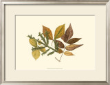 Buy Elm, Spruce, Beech and Ash at AllPosters.com
