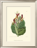 Buy Antique Canna II at AllPosters.com