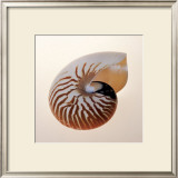 Buy Nautilus at AllPosters.com