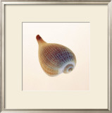 Buy Fig Shell at AllPosters.com