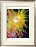 Graphic Sea Anemone II