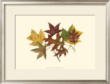 Buy Tulip Tree, Gum and Scarlet Oak at AllPosters.com
