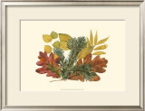 Buy White Oak, Balsam Fir, and Yew Birch at AllPosters.com