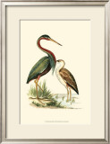 Water Birds III