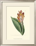 Buy Antique Canna III at AllPosters.com