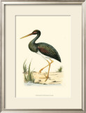 Water Birds I