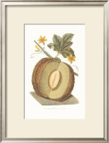 Buy Melon at AllPosters.com