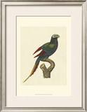 Buy Crackled Antique Parrot III at AllPosters.com